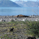 Image for article titled Gorgeous Photos Show Bears and Wolves Feasting Together on a Dead Whale